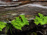 Zarte Farnblätter vor morschem Baumstamm